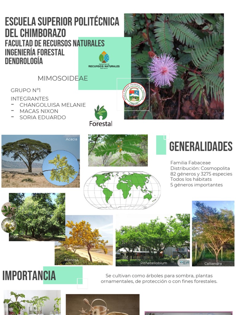 Mimosoideae | PDF