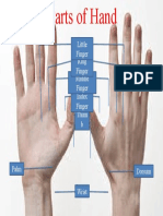 Parts of Hand
