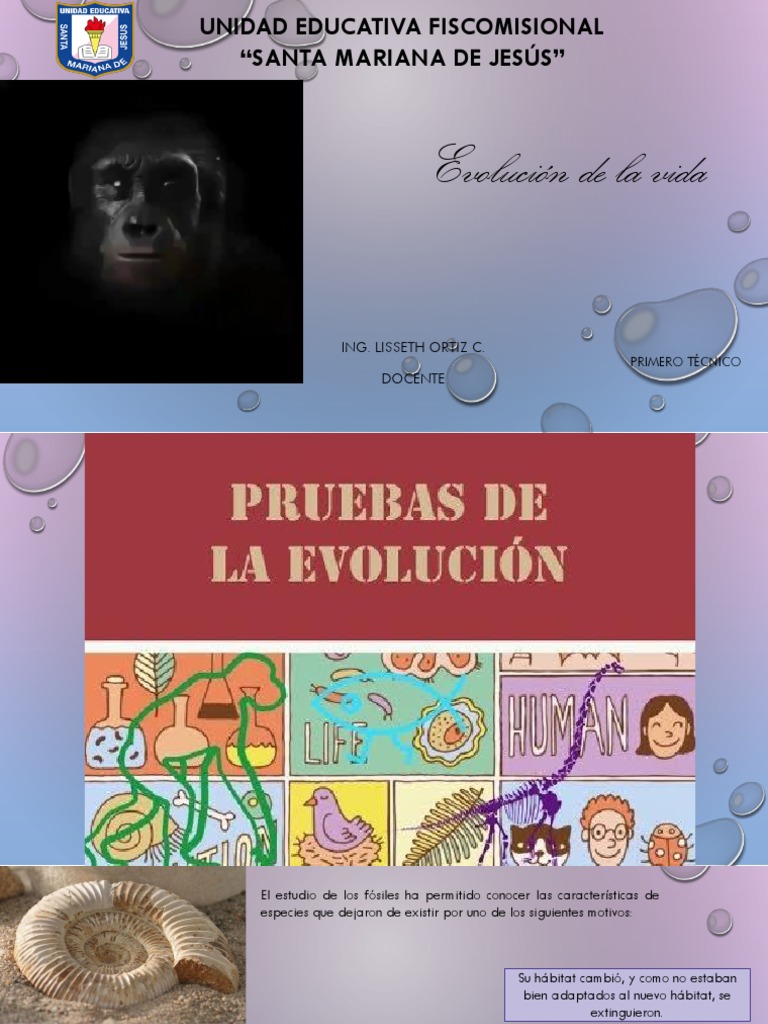 Evolución y origen del ser humano | PDF | Homo | Evolución humana