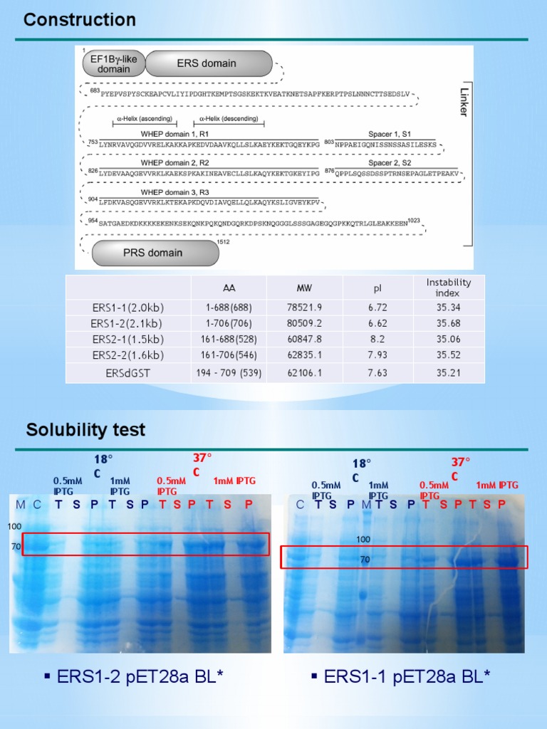 ERS11 (2.0kb) ERS12 (2.1kb) ERS21 (1.5kb) ERS22 (1.6kb) Ersdgst