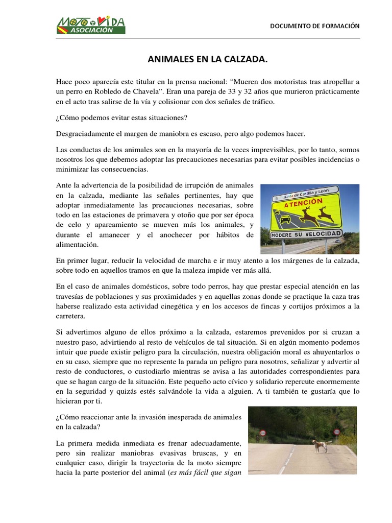 Animales En La Calzada: La Asombrosa Estadistica De Accidentes - ikzrrpv