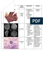 NO Gambar Nama Protista Karakteristik Peranan