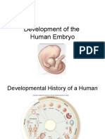 Development of The Human Embryo