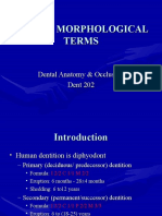 Lecture 3, Dental Morphological Terms