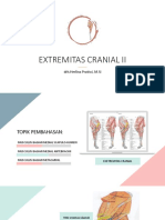 Extremitas Cranial Ii (Medial)