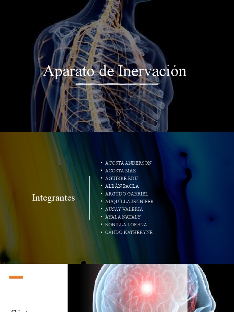 Aparato De Inervación Pdf Nervio Sistema Nervioso