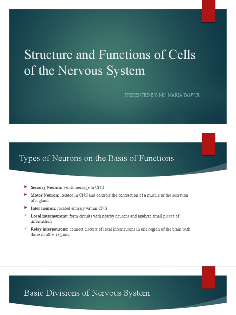 Structure and Functions of Cells of The Nervous-1 | PDF | Neuron | Myelin