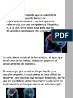 Psicobiologia Subcorteza