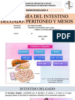 EXPO. N°4 - ANATOMÍA DE INTESTINO DELGADO, PERITONEO Y MESOS (3)