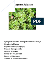 Sphagnum Palustre