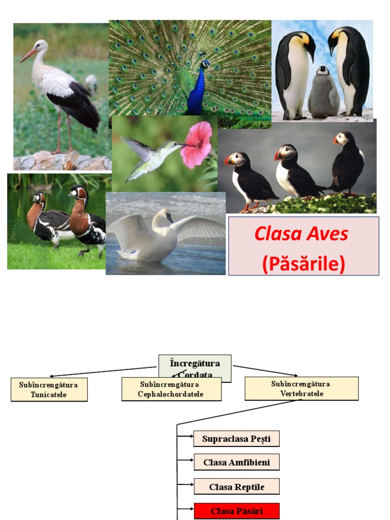 Pasari | PDF