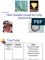 TOPIC 4 Plant Pathogen Fungi Phylum Ascomycota