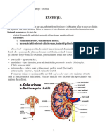 Excreția Cls 11 2021