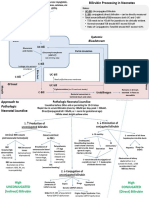 RBC turnover and bilirubin processing in neonates