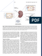 Perazella - 2018 - Pharmacology Behind Common Drug Nephrotoxicities-7