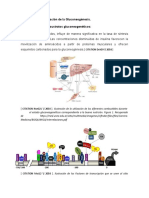 Mecanismo de Regulación de La Gluconeogénesis