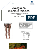 Miología Del Miembro Torácico - 2020