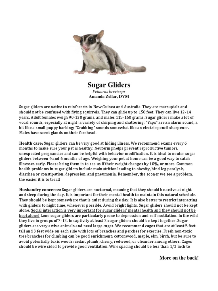 Sugar Glider Care SheetAZ B PDF Food And Drink