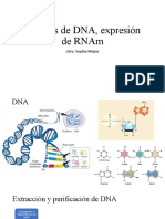 Análisis de DNA, Expresión de RNAm