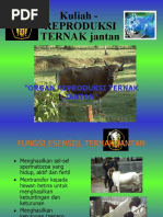 Download Reproduksi ternal jantan by Basthomi Izza Ashshofi SN54831713 doc pdf