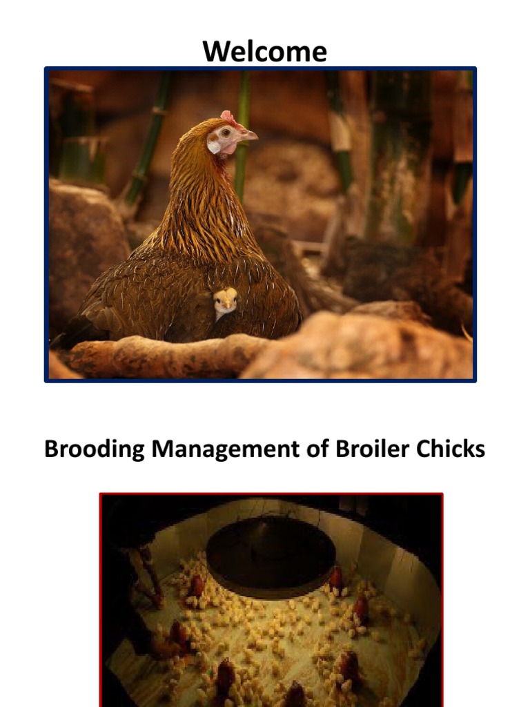 Brooding Management of Chicks | PDF | Ammonia | Breathing