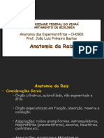 Anatomia Da Raiz PDF