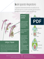 Desarrollo del aparato respiratorio desde la faringe hasta la formación de los pulmones