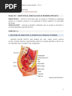 Anatomia Organelor Genitale Feminine MG | PDF