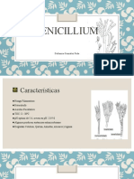 Penicilium: Características y Aislamiento del Hongos