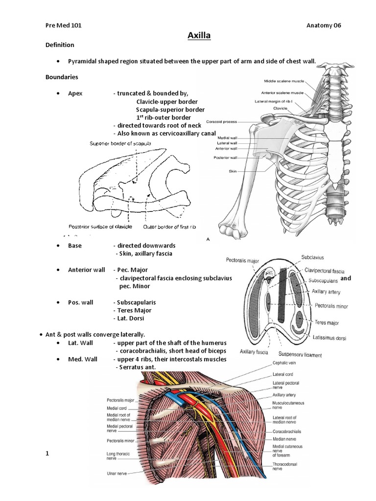 Anatomy of the Axilla Region | PDF | Arm | Anatomical Terms Of Motion