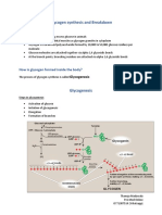 Glycogen Synthesis and Breakdown