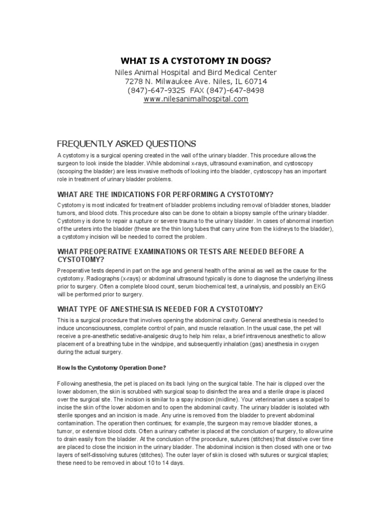 What Is A Cystotomy in Dogs PDF Surgery Urinary Bladder