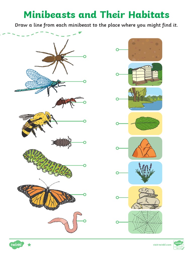T T 5109 Minibeasts and Their Habitats Activity Sheet Ver 4 PDF