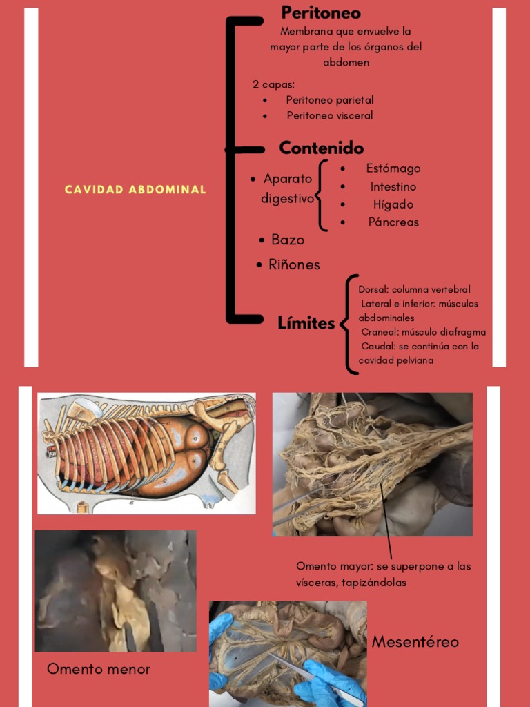 Cavidad Abdominal | PDF