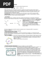 OSSIDAZIONE GLUCOSIO