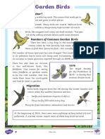 Garden Birds Differentiated Reading Comprehension Activity