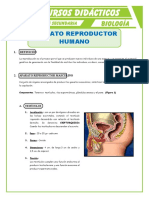 Aparato Reproductor Humano Para Quinto de Secundaria