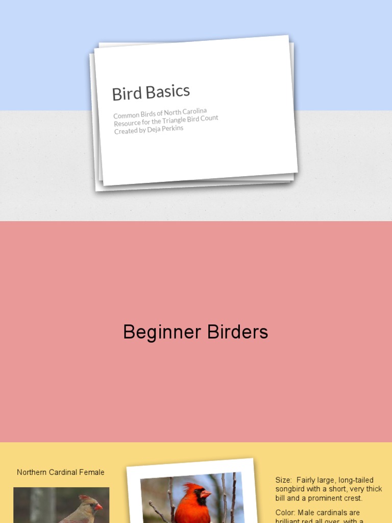 North Carolina Bird Identification PDF Beak Birds