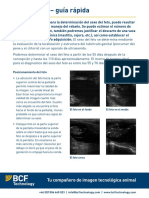BCF Foetal Sexing Guide SPANISH v3 Web