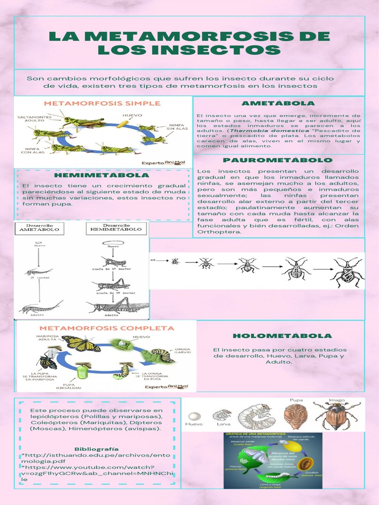 La Metamorfosis de Los Insectos | PDF | Insectos | Lepidópteros