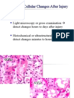 Detection of Cellular Changes After Injury