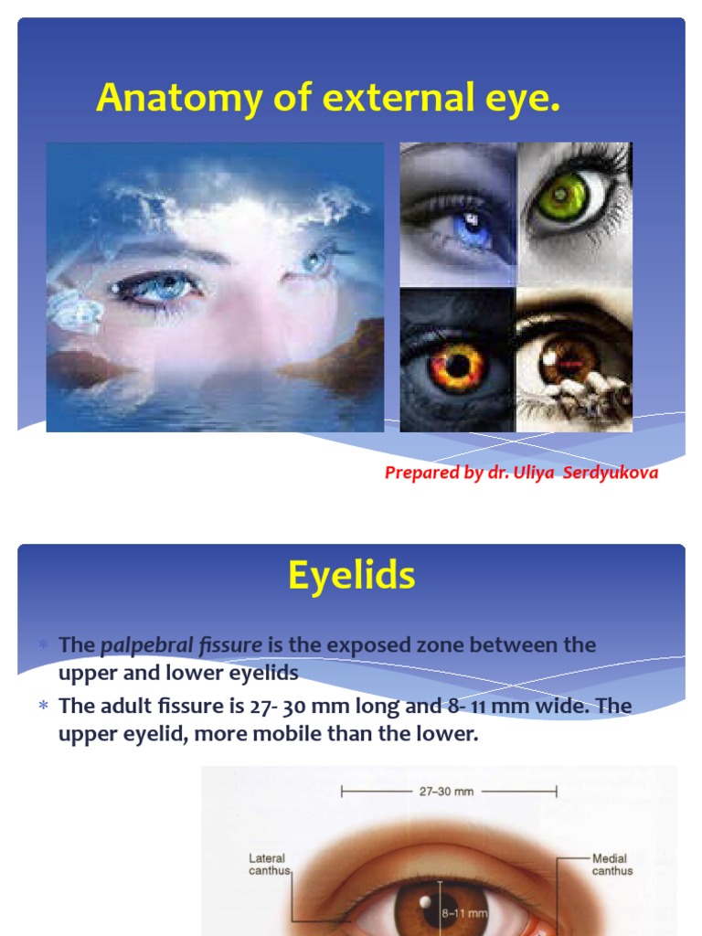 Anatomy of the External Eye Structures | PDF | Eye | Human Eye