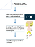 Regulación de La Fosforilación Oxidativa