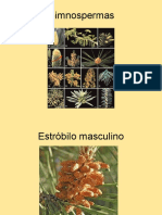 Características de las gimnospermas y sus granos de polen
