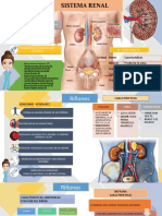 Sistema Renal 3