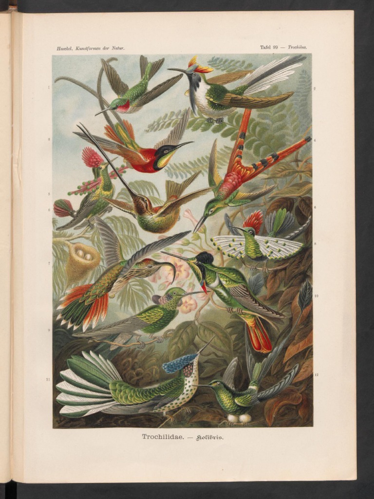 Kunstformen Der Natur PDF