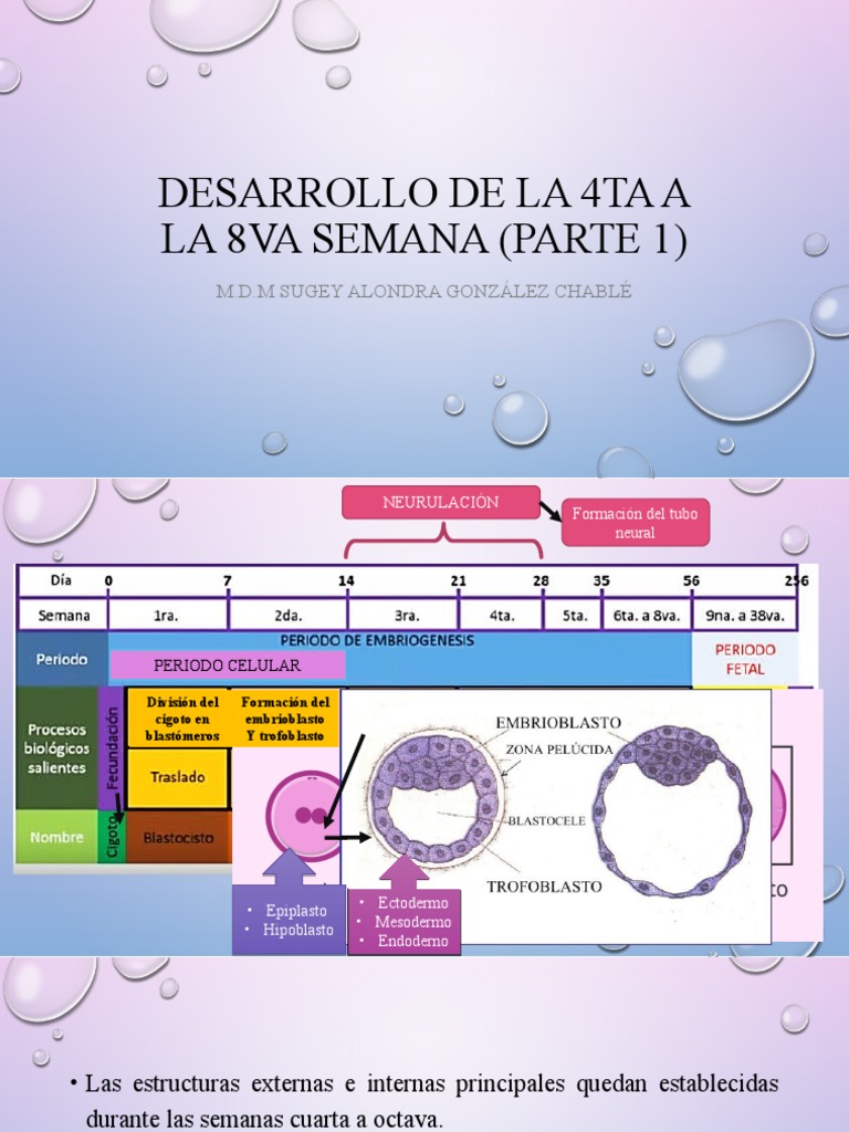 Desarrollo de La 4ta A La 8va Semana (Parte 1) | PDF | Tracto