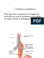 Aorta