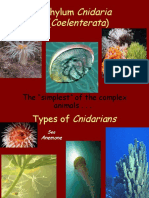 Phylum : Cnidaria Coelenterata