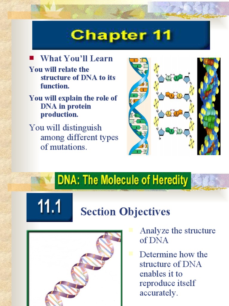 DNA Mutations and Protein Synthesis | PDF | Rna | Translation (Biology)